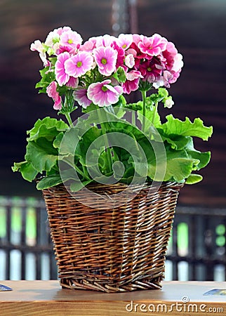 Pelargonium in the pot Stock Photo