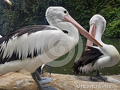 ( Pelecanus conspicillatus ) The Timor pelican ,a water bird Stock Photo