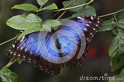 Peleides blue morpho Stock Photo