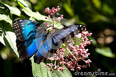 Peleides Blue Morpho Stock Photo