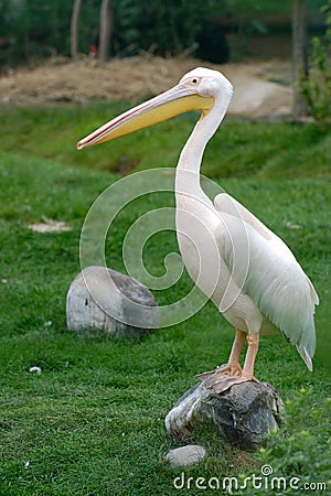 Pelican Stock Photo