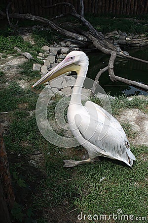 Pelican Stock Photo