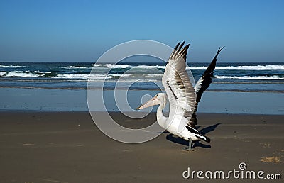Pelican on the beach Stock Photo