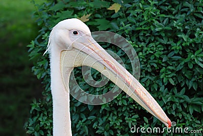 Pelican with big beak Stock Photo