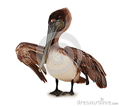 Pelican bird with funny eyes isolated on white Stock Photo