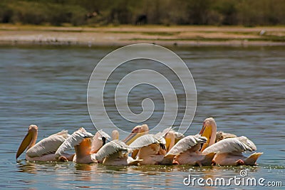 Pelican bird swim in lake in the wild nature Stock Photo