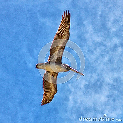 Pelican Bird wingspan Stock Photo