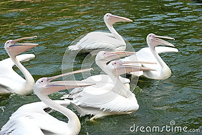 Pelican birds Stock Photo