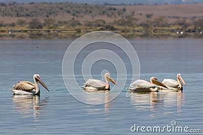 Pelican birds in the wild nature swim on a lake Stock Photo