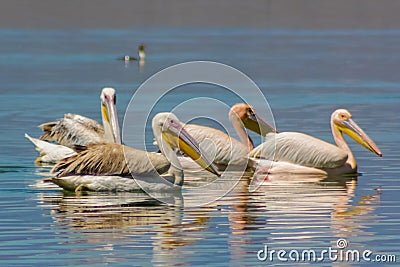 Pelican birds in the lake Stock Photo