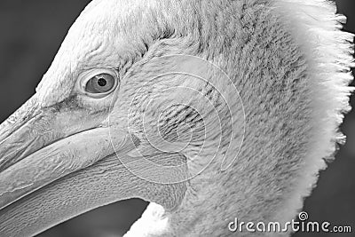 Pelican black and white in portrait. White plumage, large beak, marine bird Stock Photo