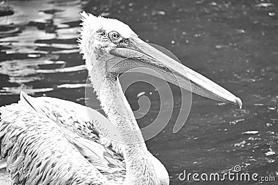 Pelican black and white, swimming in the water. White gray plumage, large beak Stock Photo
