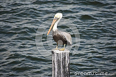 Pelican on blue sea background in Florida`s Historic Coast .in Florida`s Historic Coast. Editorial Stock Photo