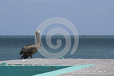 Pelican Bridge CataÃ±o Puerto Rico Stock Photo