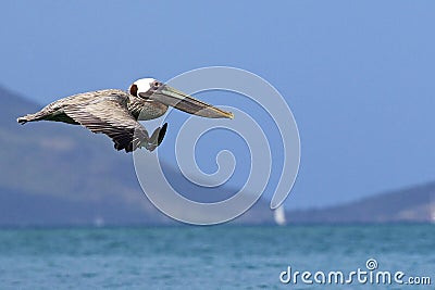 Pelican in Cane Garden Bay in Tortola, Caribbean Stock Photo