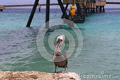 Pelican Caribbean Bird nature Bonaire island Caribbean Sea Stock Photo