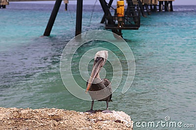 Pelican Caribbean Bird nature Bonaire island Caribbean Sea Stock Photo