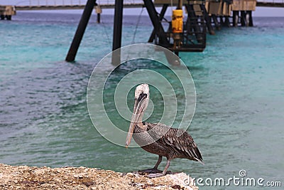 Pelican Caribbean Bird nature Bonaire island Caribbean Sea Stock Photo