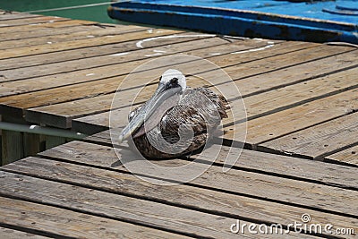 Pelican Caribbean Bird nature Bonaire island Caribbean Sea Stock Photo