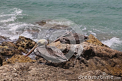 Pelican Caribbean Bird nature Bonaire island Caribbean Sea Stock Photo