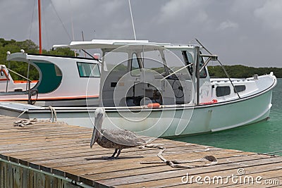 Pelican Caribbean Bird nature Bonaire island Caribbean Sea Stock Photo