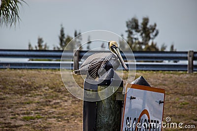 Pelican on a channel marker on the ICW at Lake Okeechobee Stock Photo