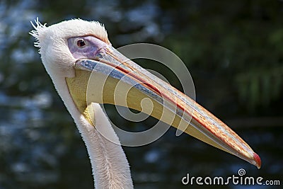 Pelican close up Stock Photo