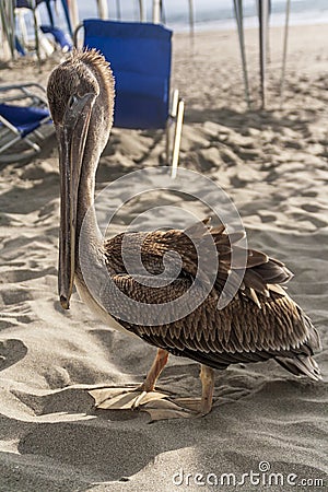 Pelican closeup in a beach Stock Photo