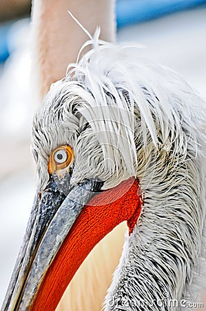 Pelican closeup Stock Photo