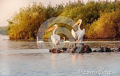 Pelican colony in Danube Delta Romania at dusk Stock Photo