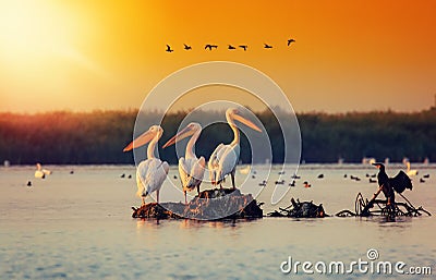 Pelican colony in Danube Delta Romania. The Danube Delta is home to the largest colony of pelicans outside Africa Stock Photo