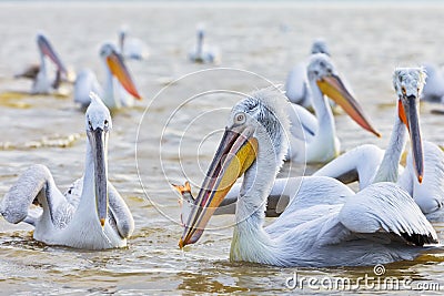 Pelikans in Kerkini Lake in northern Greece Stock Photo