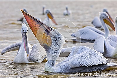 Pelikans in Kerkini Lake in northern Greece Stock Photo
