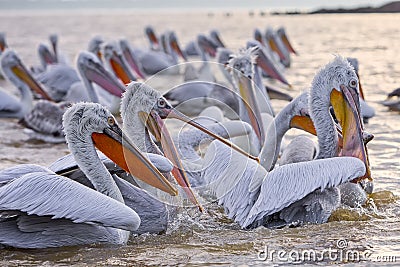 Pelikans in Kerkini Lake in northern Greece Stock Photo