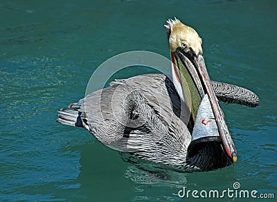 Pelican eating swordfish skin while swimming in teal blue waters of harbor of Cabo San Lucas Baja Mexico Stock Photo