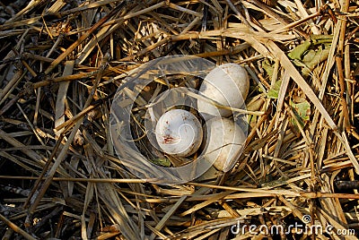 Pelican Eggs Stock Photo