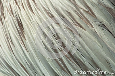 Pelican Feathers Stock Photo