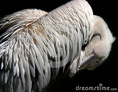 Pelican feathers Stock Photo