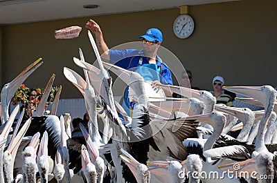 Pelican feeding - Gold Coast Queensland Australia Editorial Stock Photo