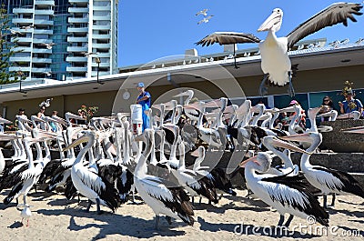 Pelican feeding - Gold Coast Queensland Australia Editorial Stock Photo