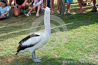 Pelican Feeding Editorial Stock Photo
