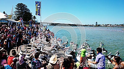 Pelican Feeding Show Editorial Stock Photo