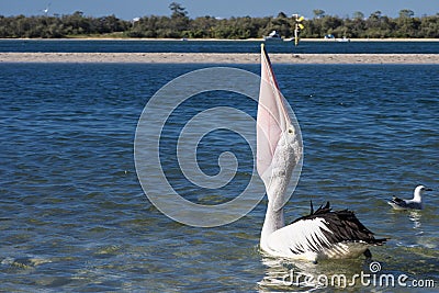 Pelican Feeding Stock Photo