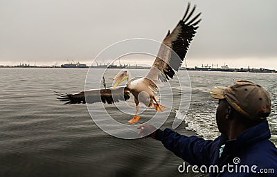 The pelican feeding in Walvis Bay Editorial Stock Photo
