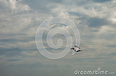 Pelican flight, Danube Delta, Romania Stock Photo