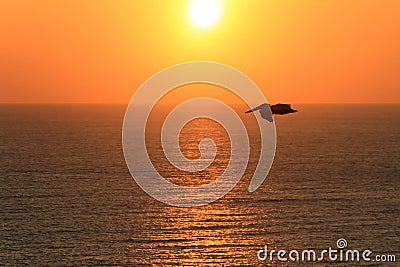 Pelican flying over ocean at sunset, Ecuador Stock Photo