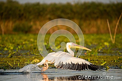Pelican close up flying over water in Danube Delta Romanian wild life bird watching Stock Photo