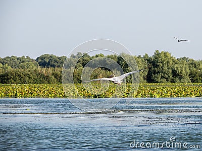 Pelican flying on Potcoava de Sud lake, Danube Delta, Romania Stock Photo