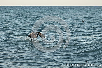 Pelican flying in the sea Stock Photo