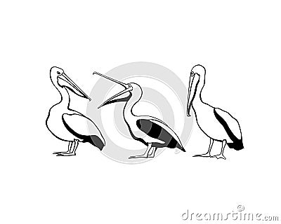 Pelican group illustration Vector Illustration